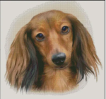 (image for) Red Longhaired Dachshund
